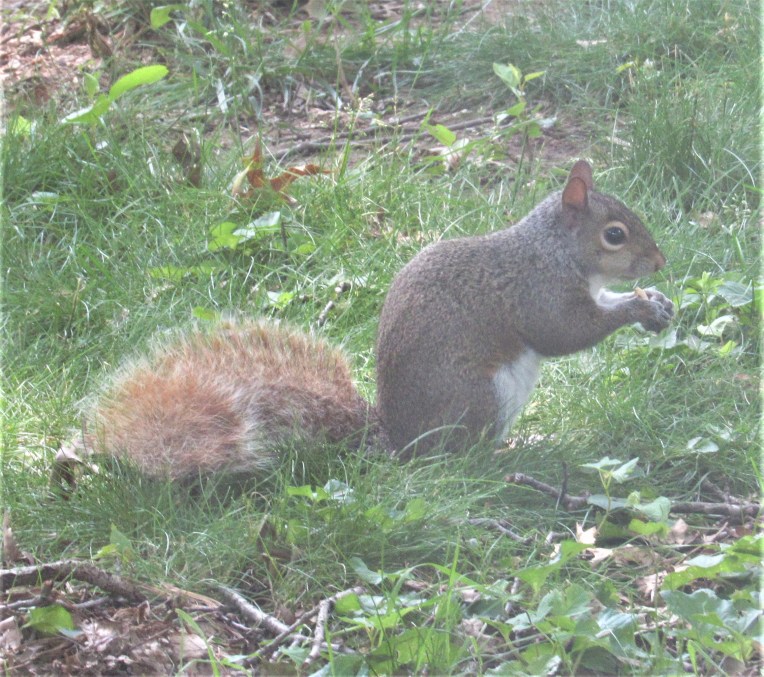Photo of grey squirrel with ginger tail