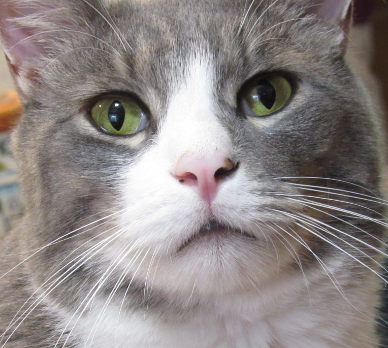 The Perfect Eyeliner