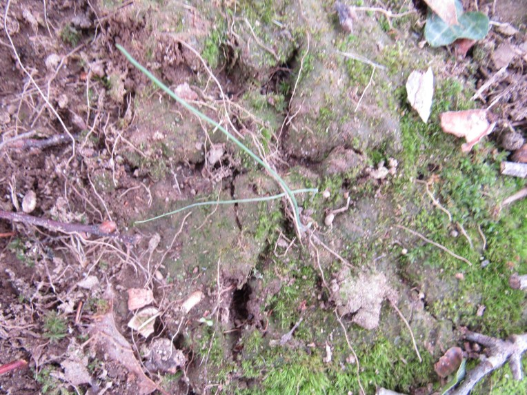 Photo of a hawk print