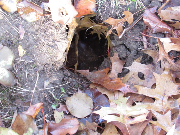 Photo of animal burrow
