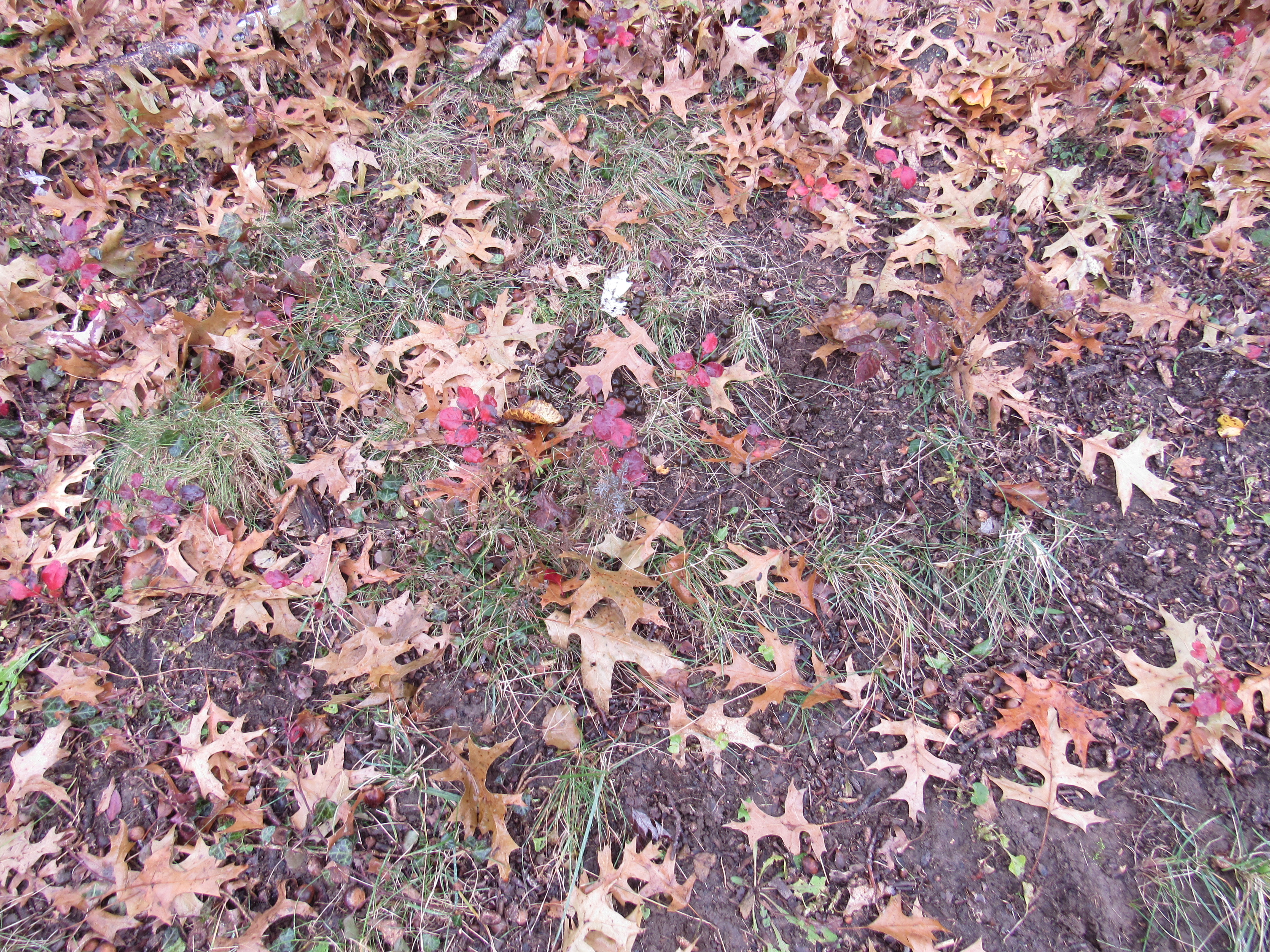 Photo of yard with various plants sprouting