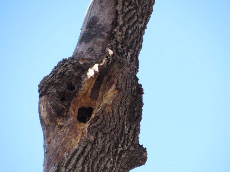 Photo of woodpecker hole in dead ash tree