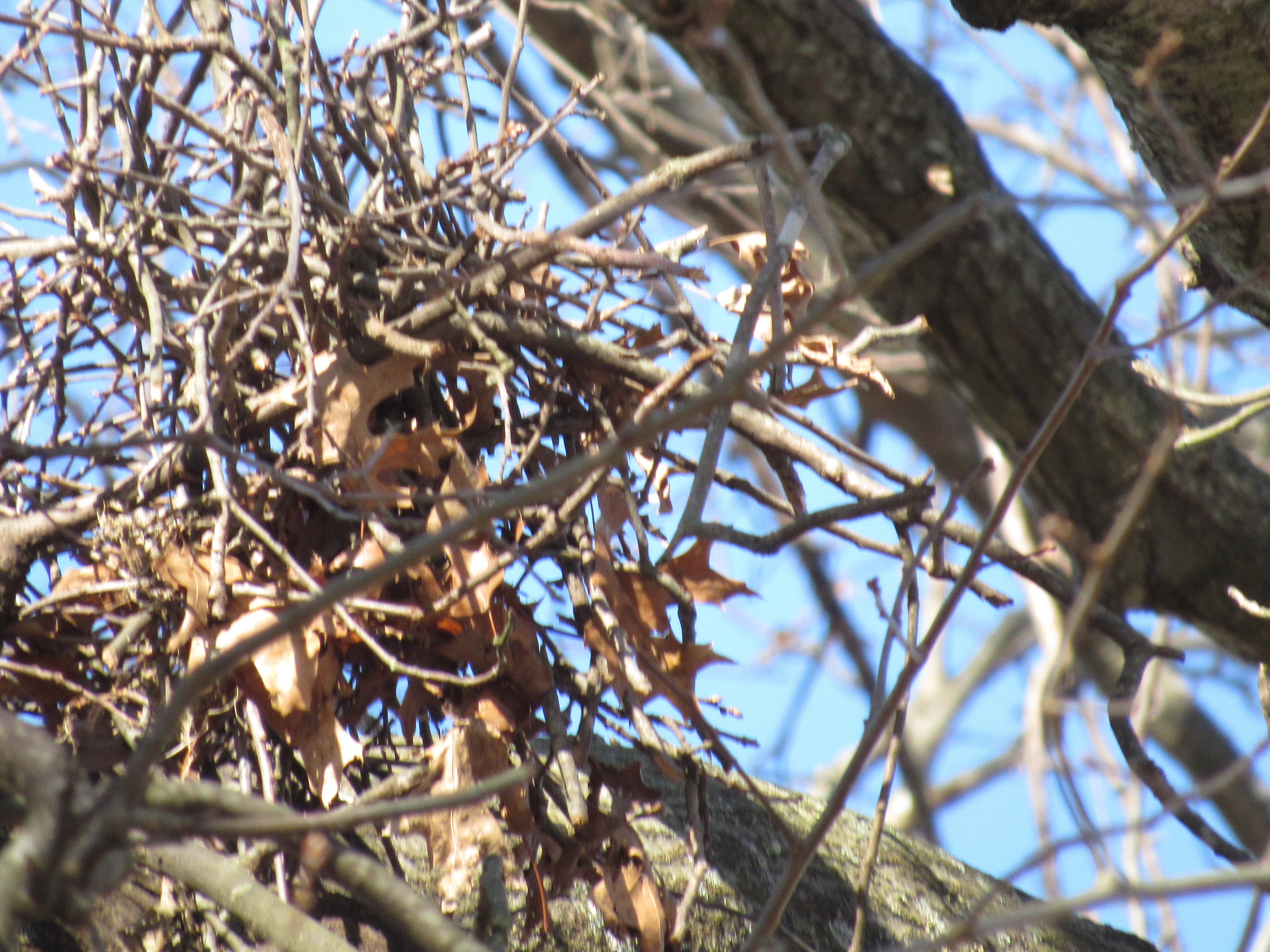 Broken Up Hawk Nest