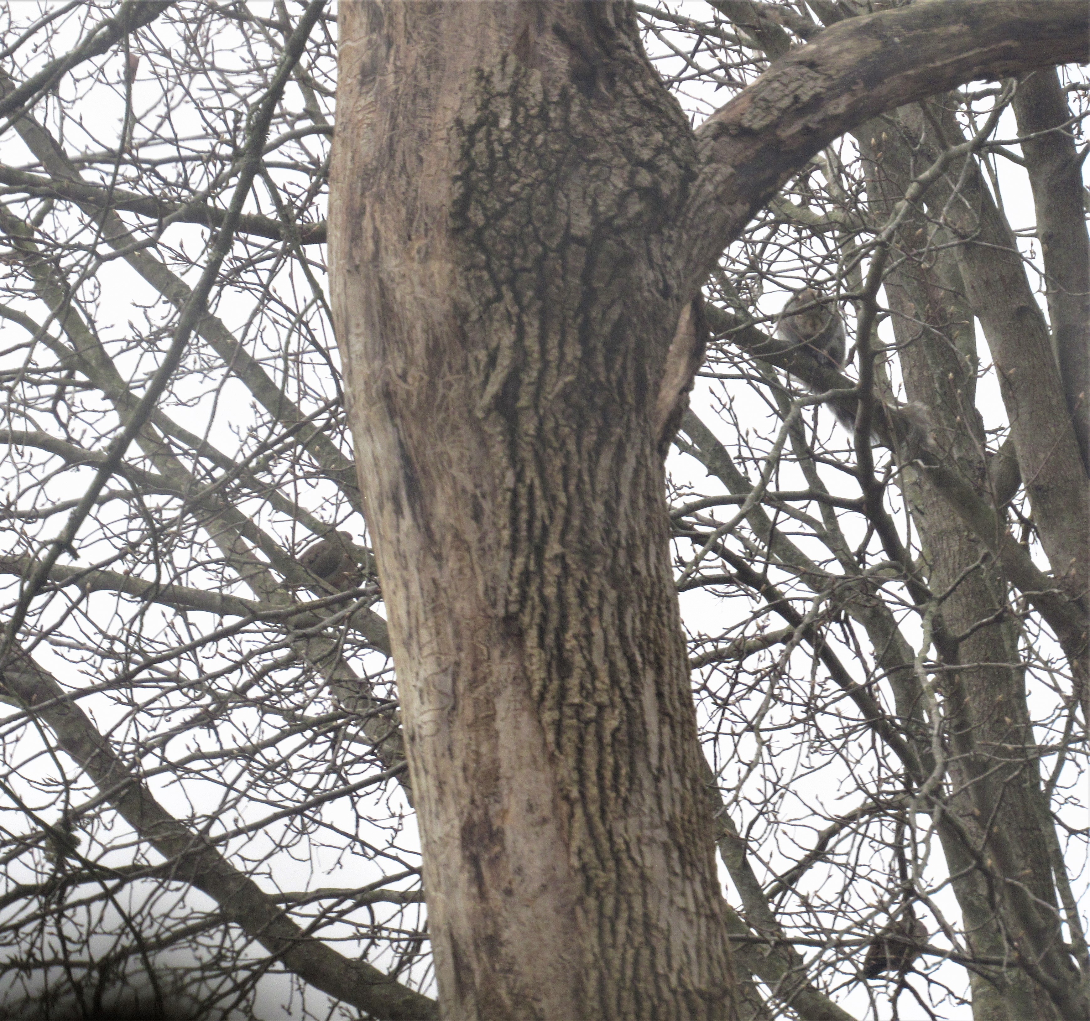 Squirrel and Mourning Doves Zoom