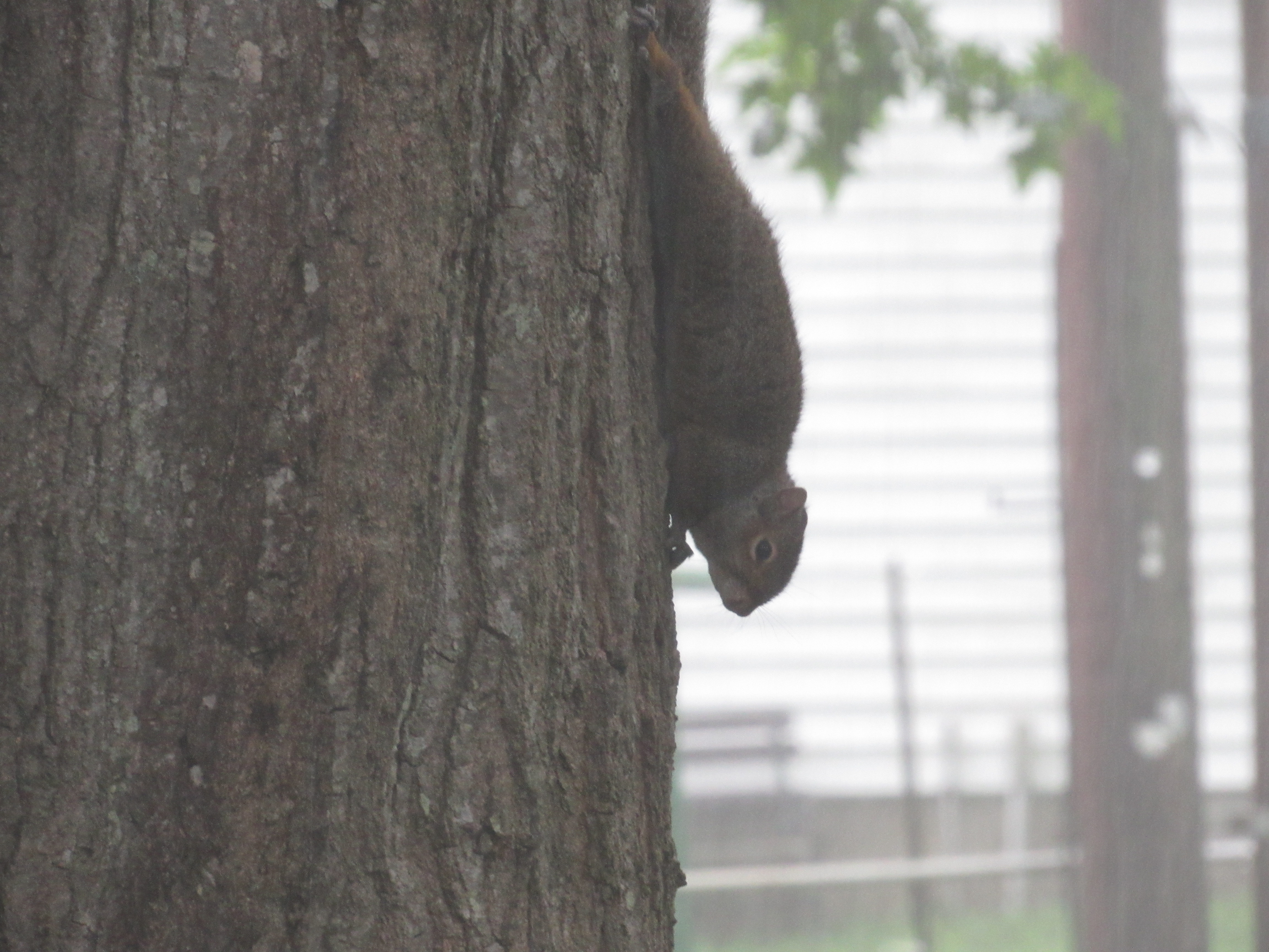 Tree Surfing Squirrel