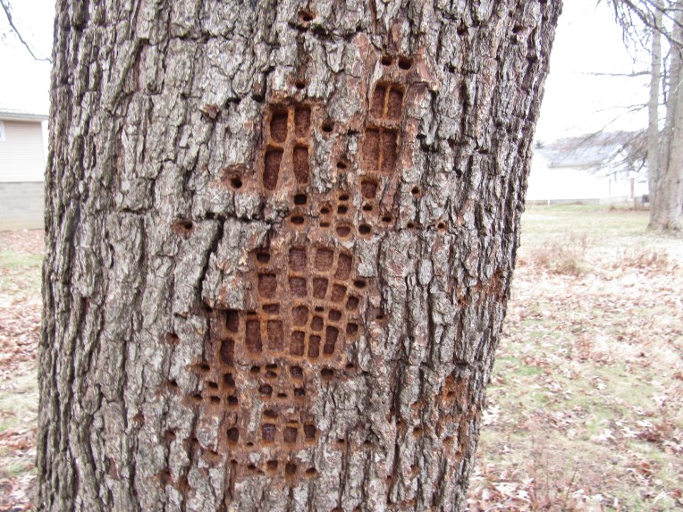 Photo of yellow-bellied sapsucker sapwells on tree