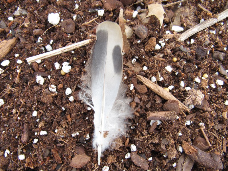 Photo of bird feather