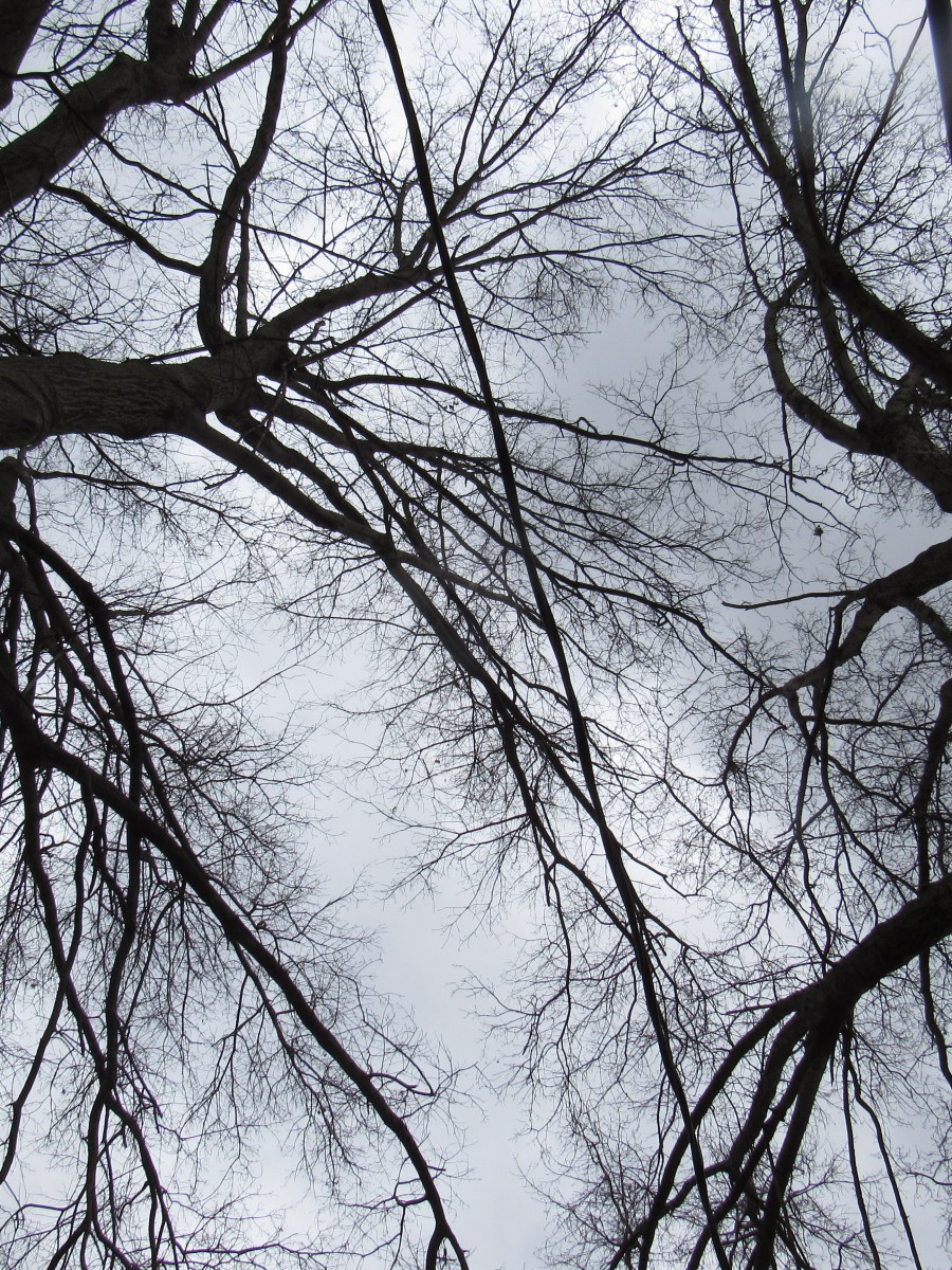 Photo of crowns of two oaks