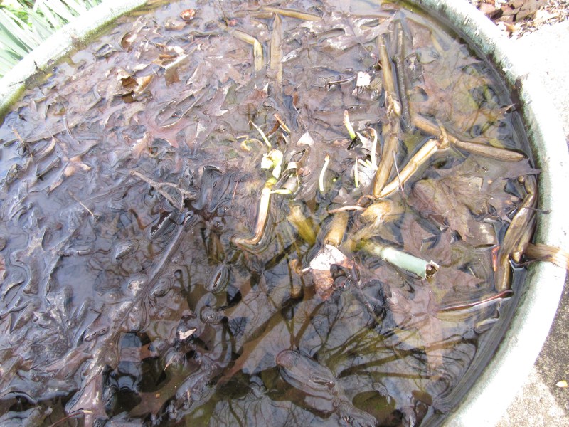 Photo of pickerel weed in tub