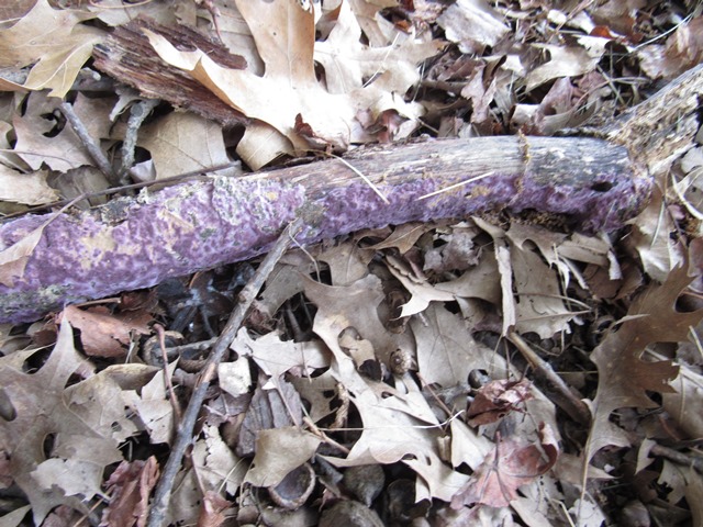 Photo of purple mold on limb