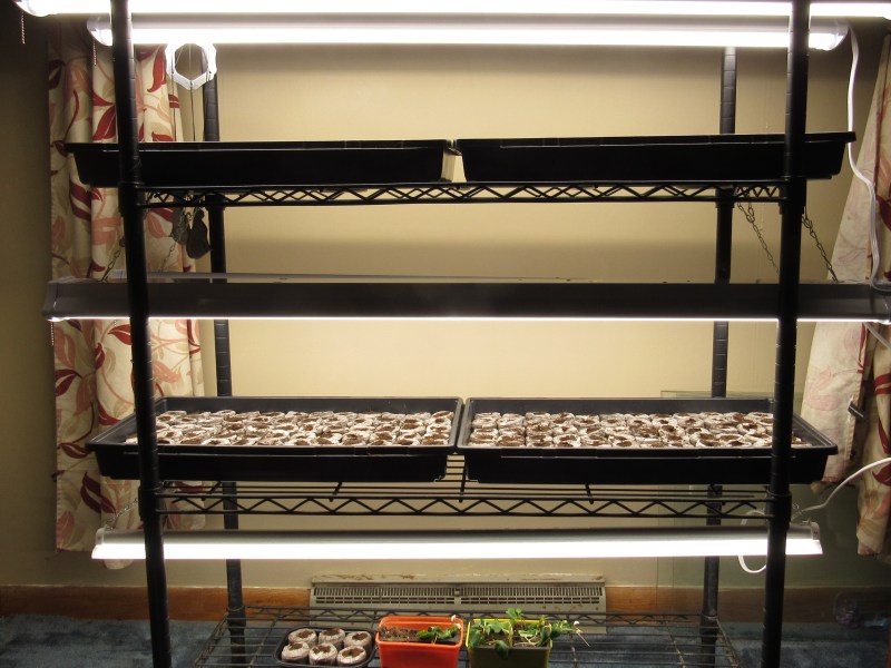 Photo of seeds started under lights
