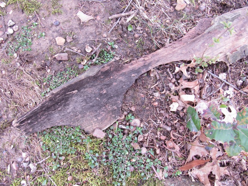 Photo of piece of wood gnawed by squirrel