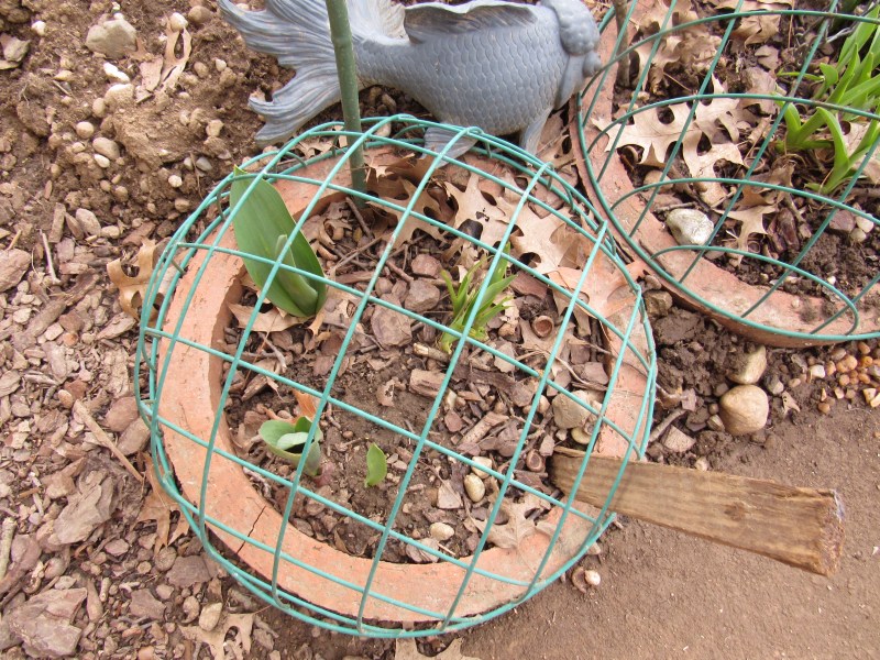 Photo of tulips caged to protect from deer