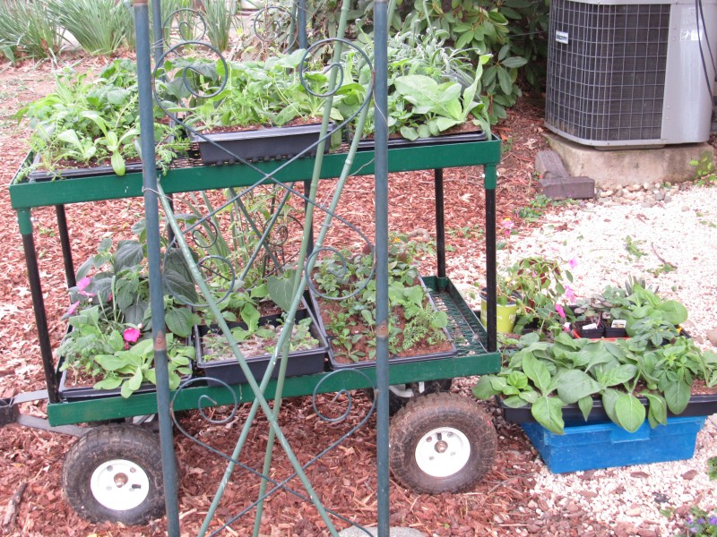 Photo of garden cart and plants