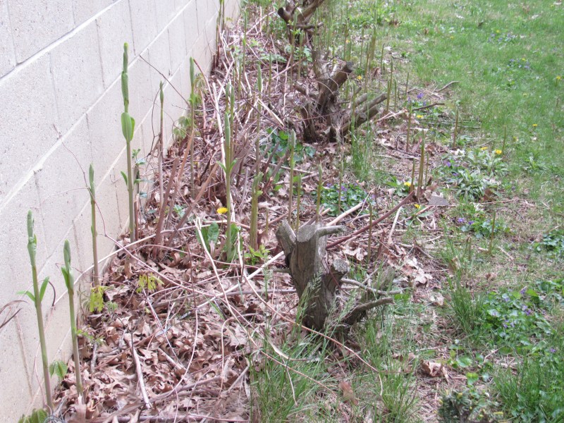 Photo of Milkweed border