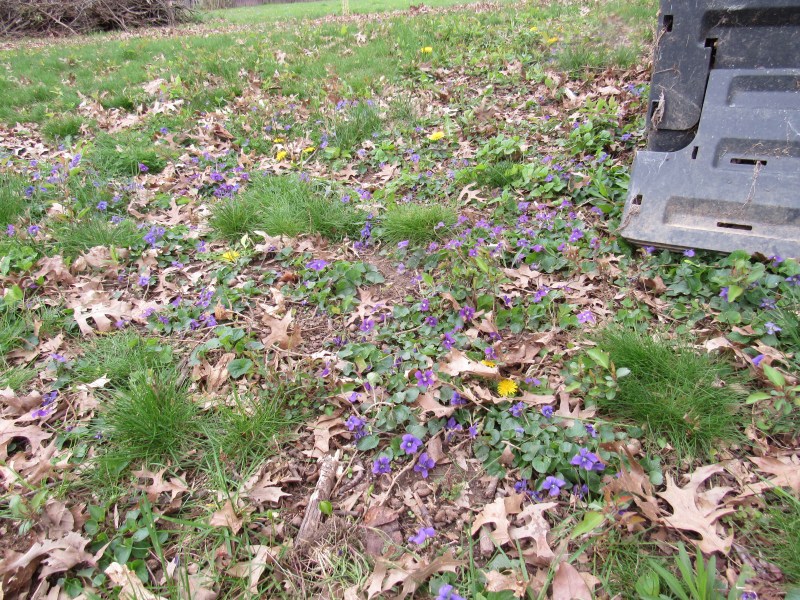 Photo of violets in yard