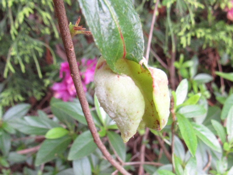 Photo of gall on azalea leaf