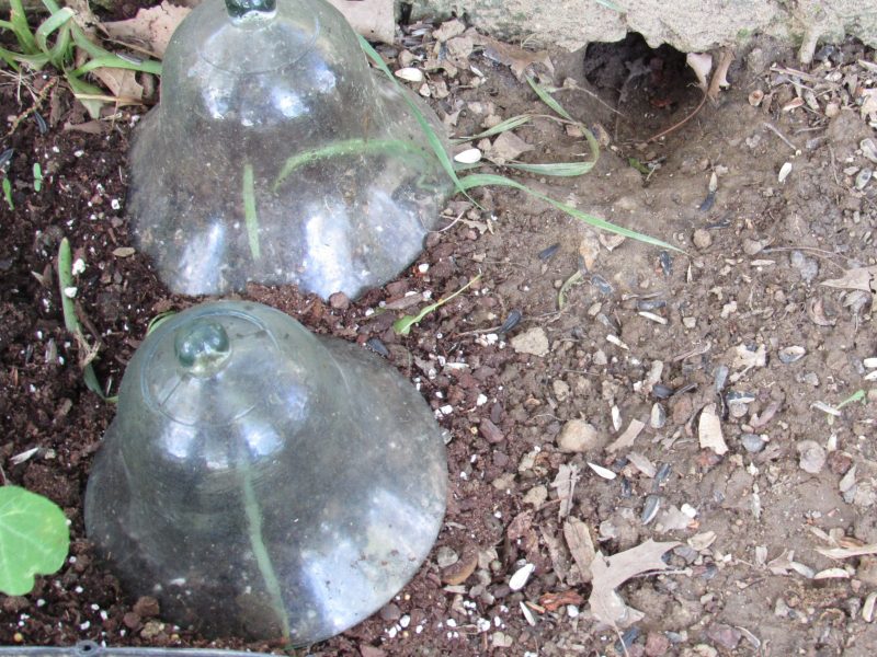 Photo of chipmunk hole