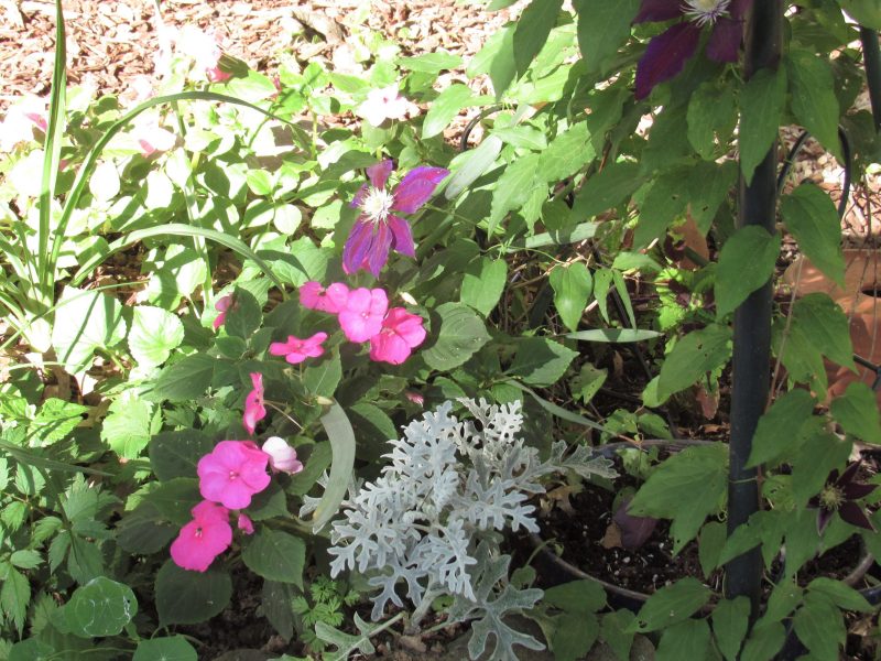 Photo of several plants in small space