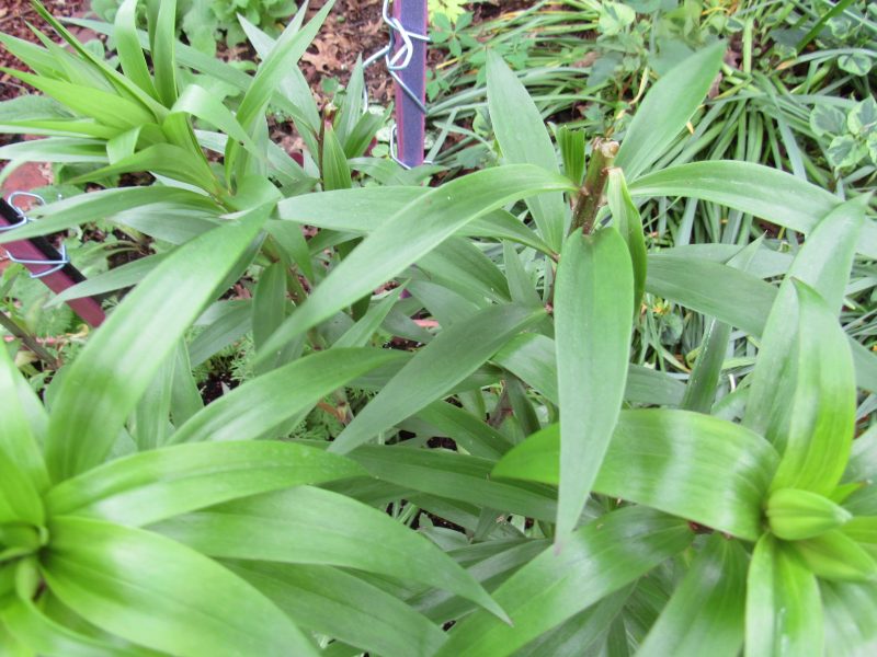 Photo of lily eaten by deer