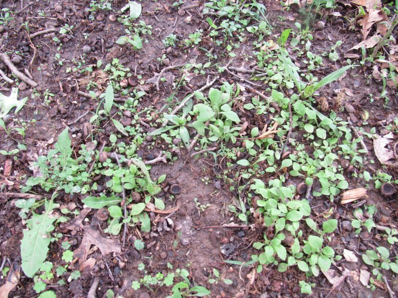 Photo of foxglove seedlings