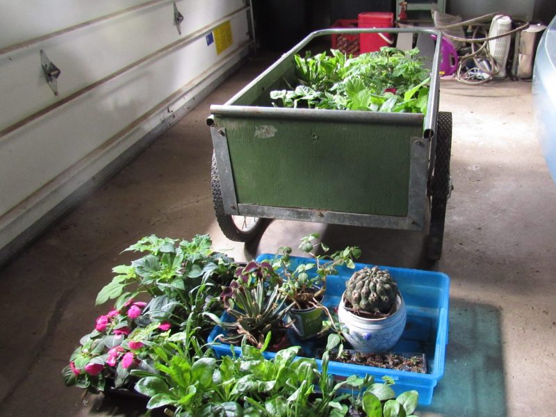 Photo of plants in garage