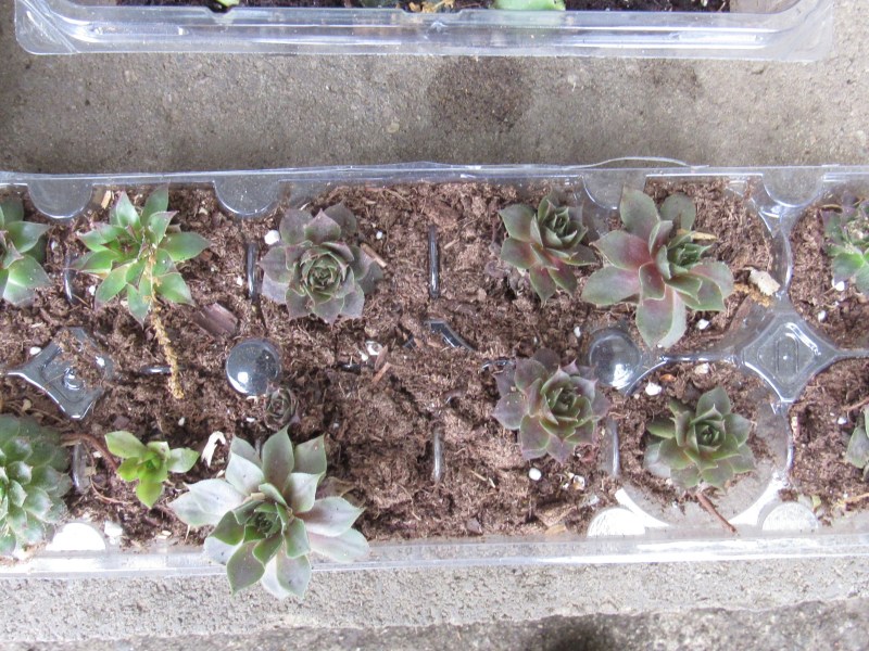 Photo of hens and chicks