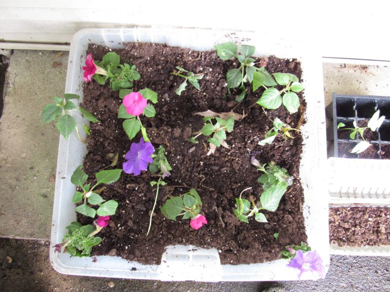 Photo of cuttings in nursery box
