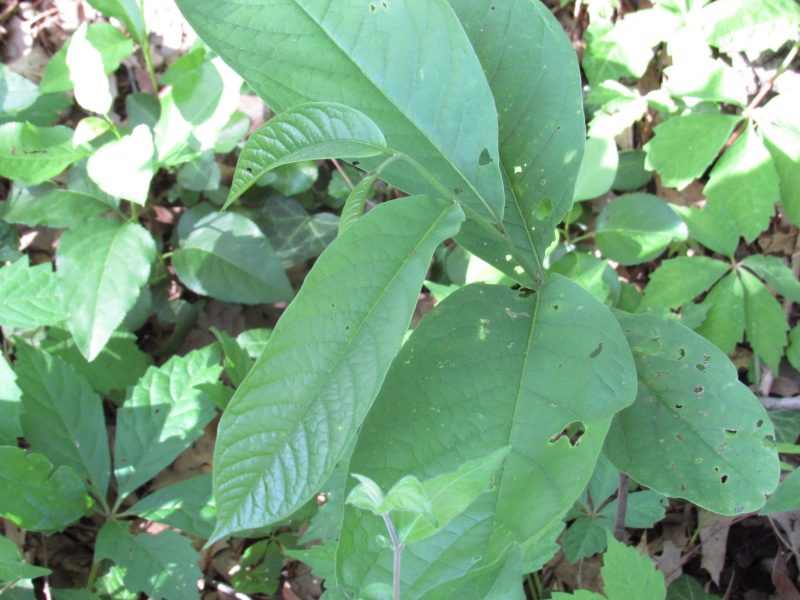 Photo of pawpaw tree