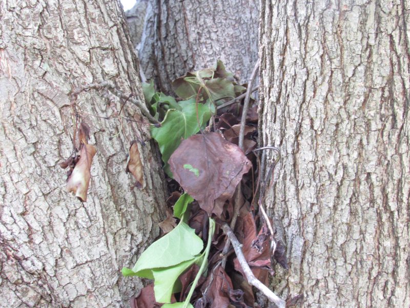 Photo of Cooper's Hawk Nest