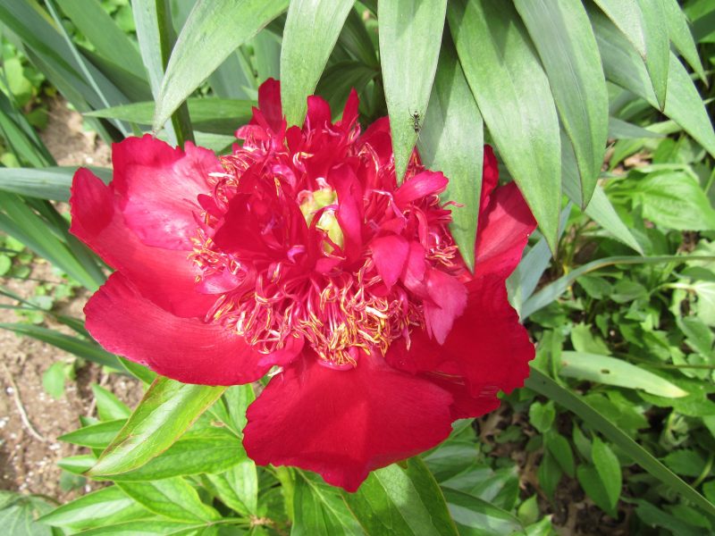 Photo of red peony