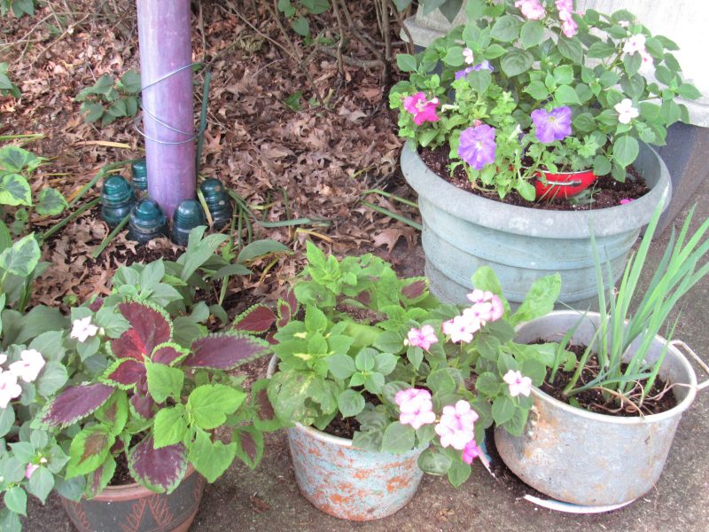 Photo of potted plants in garden