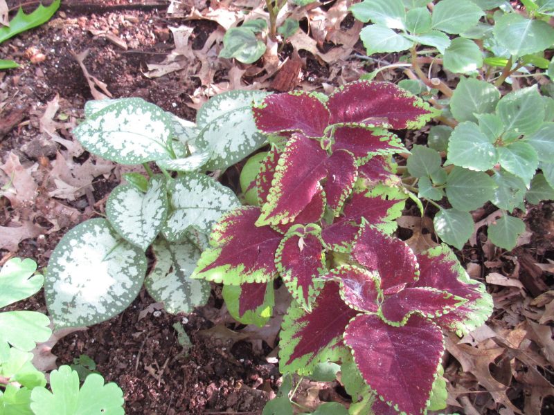 Photo of pulmonaria and coleus in garden