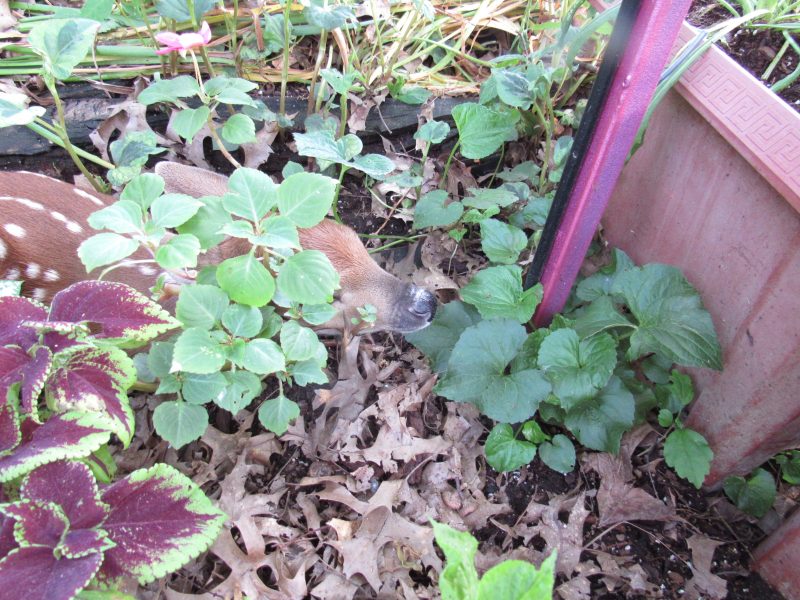 Photo of baby deer in garden