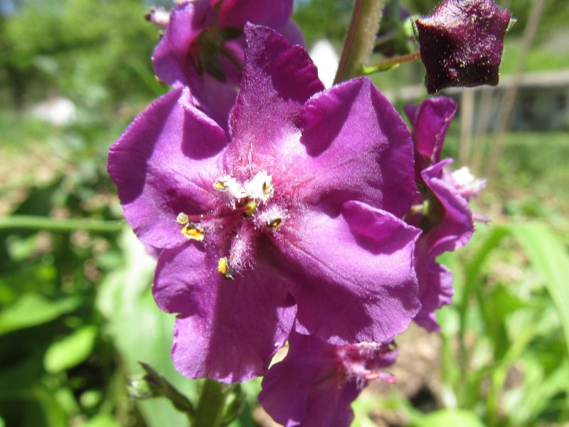 Photo closeup of verbascum bloom