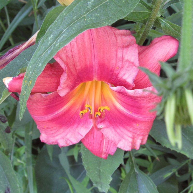 Photo of deep ink daylily