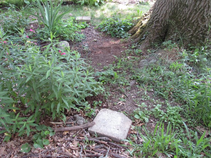 Photo of deer trail through flowerbed
