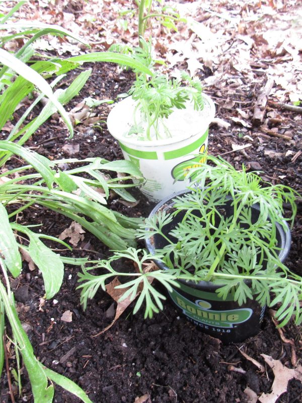 Photo of larkspurs with collars