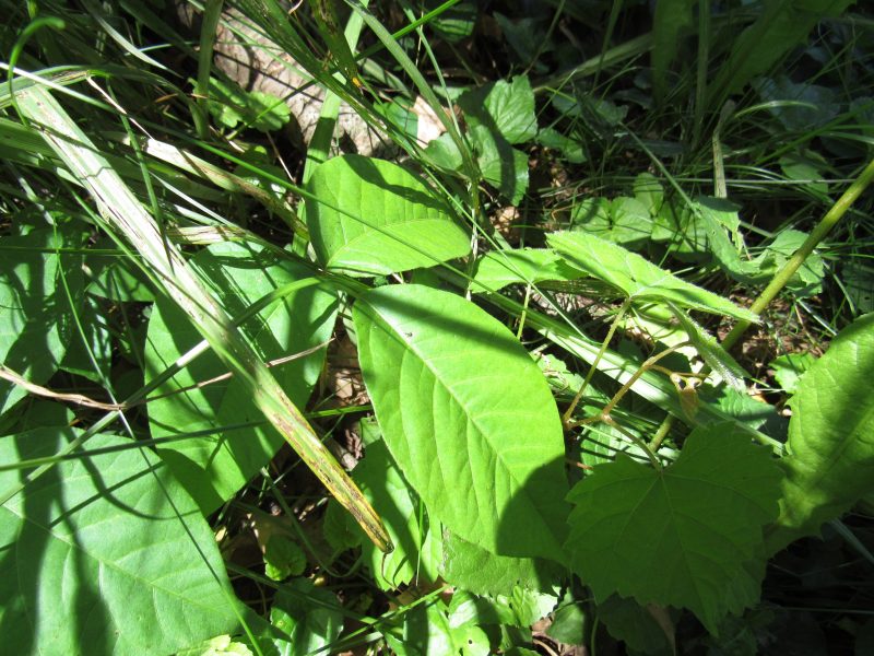 Photo of poison ivy leaves