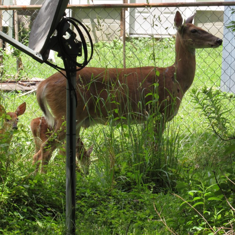 Photo of deer mother and babies
