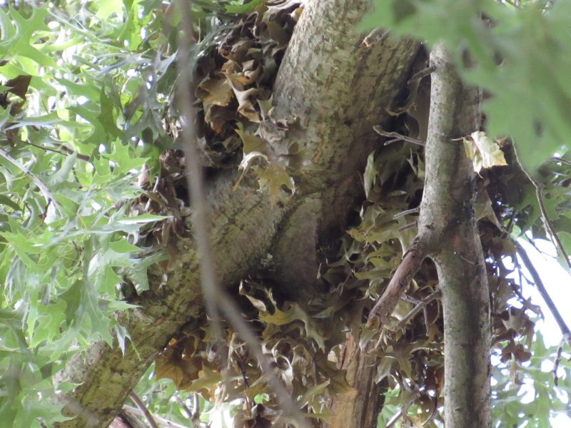 Photo close-up of squirrel nest