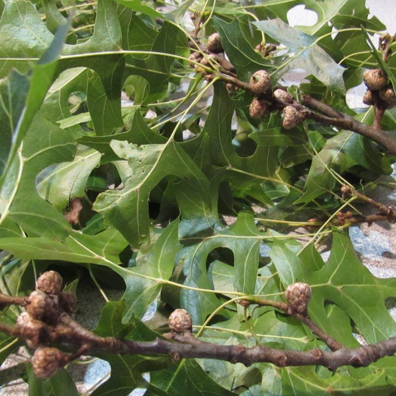 Photo of tiny acorns
