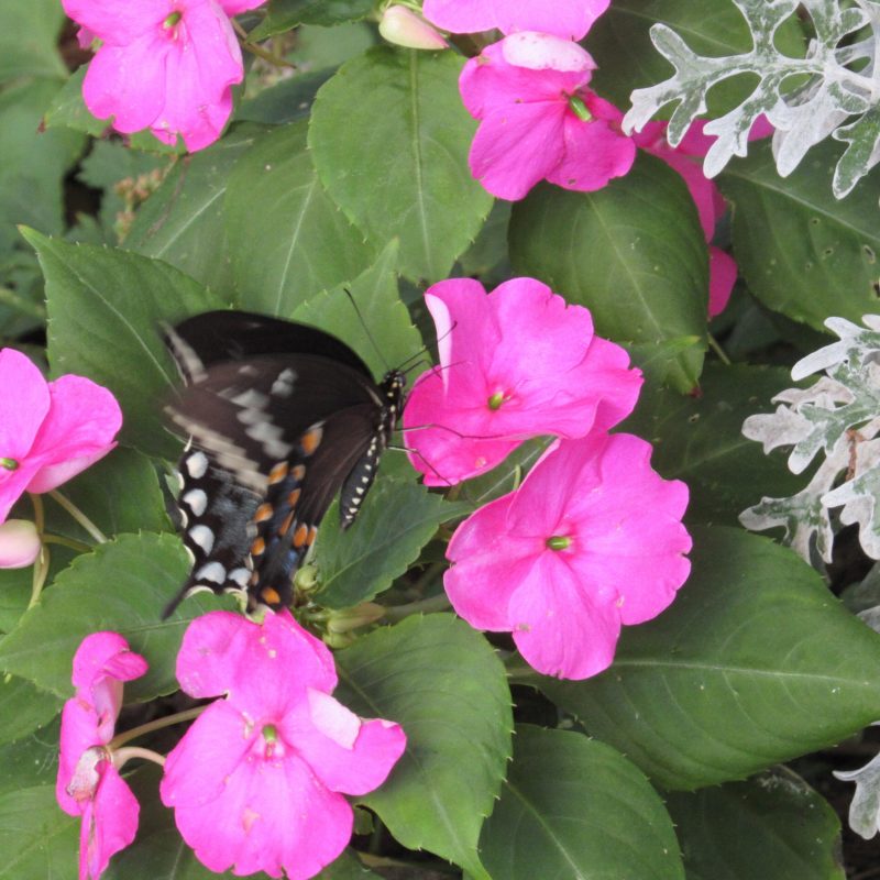 Photo of Spicebush Swallowtail in motion