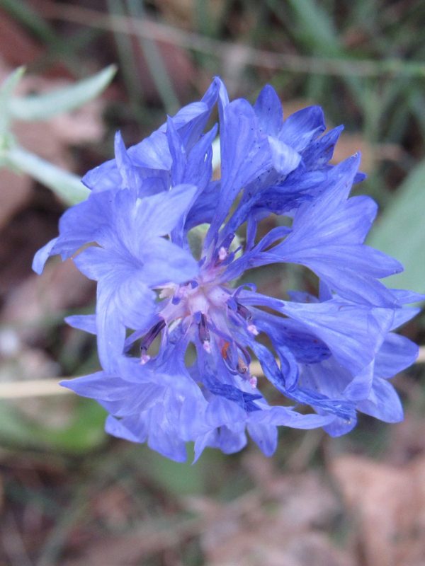 Photo of centaurea bloom