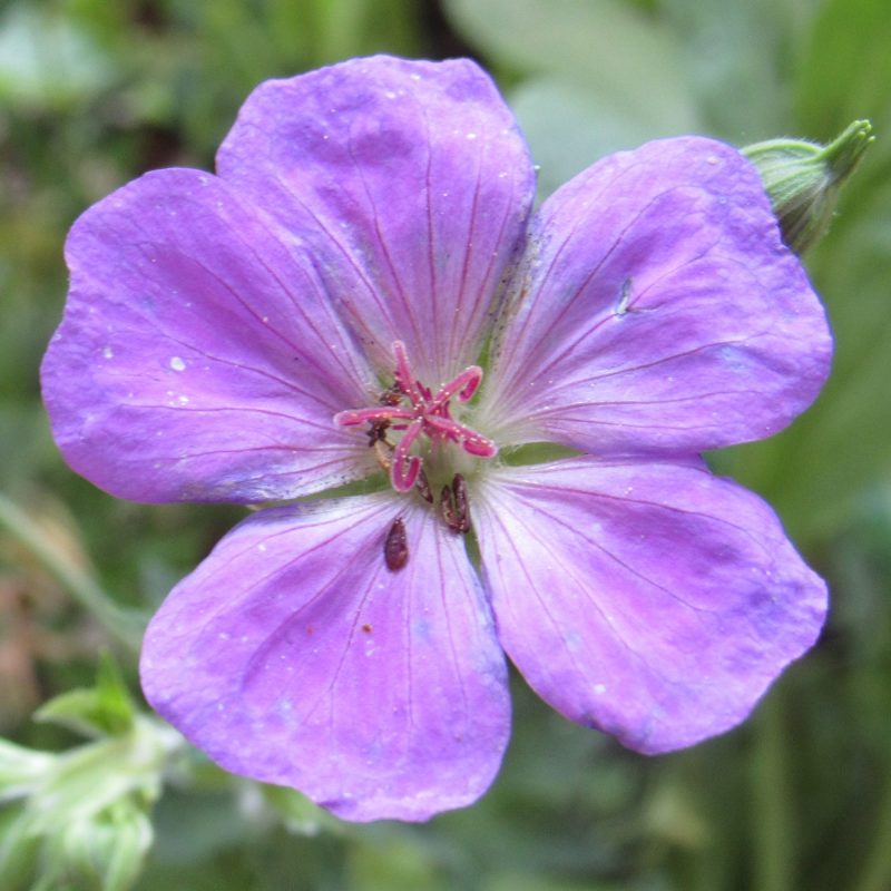 Photo of blue geranium flower