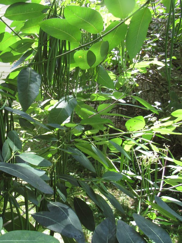 Photo of milkweed seedpods