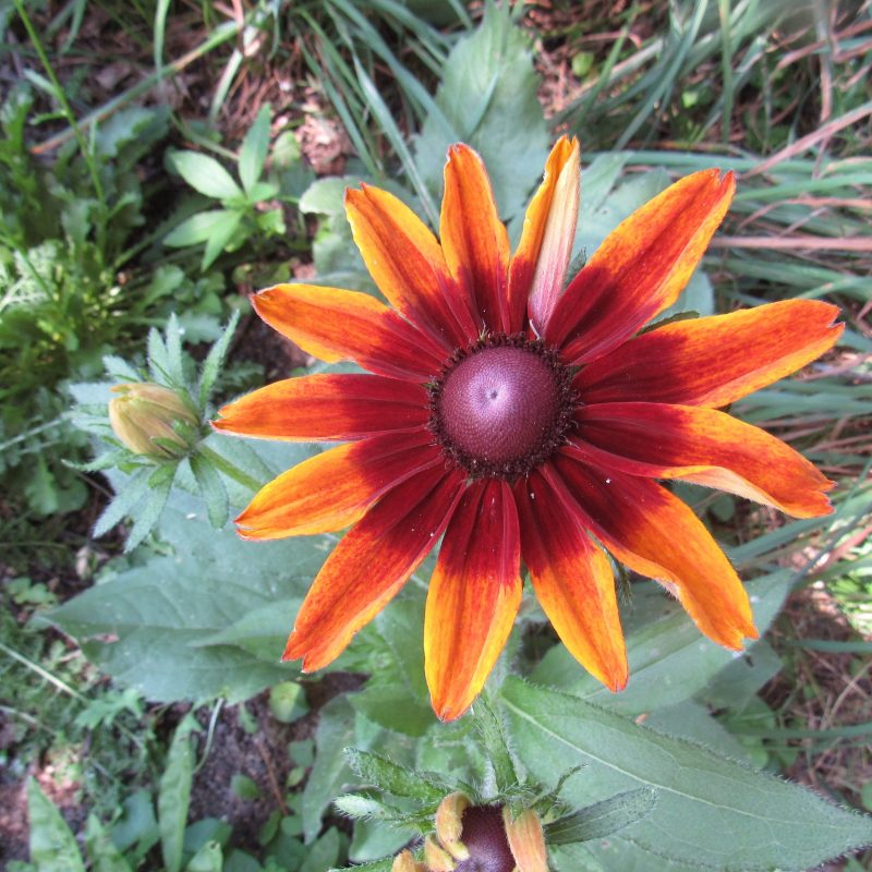 Photo of rudbeckia flower