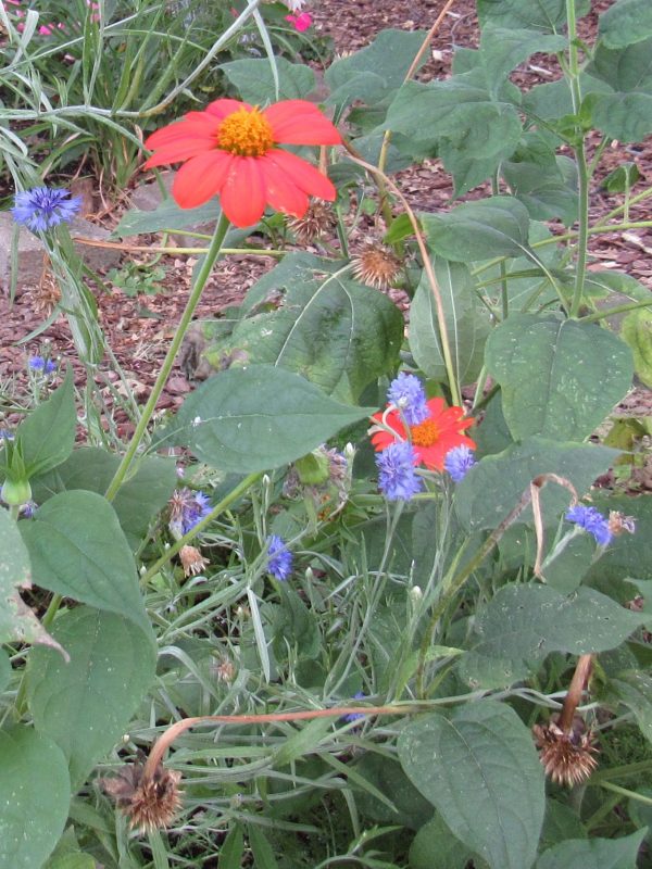 Photo of tithonia and blue centaurea