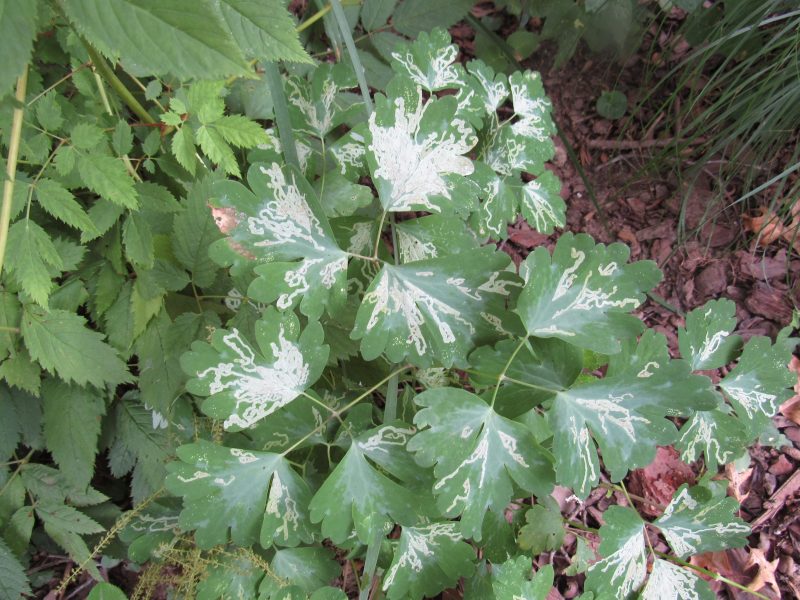 Photo of columbine leaf miner damage