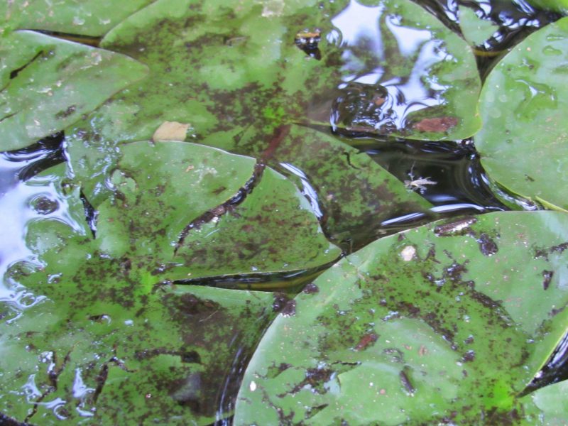 Photo of lily pads in bog tub